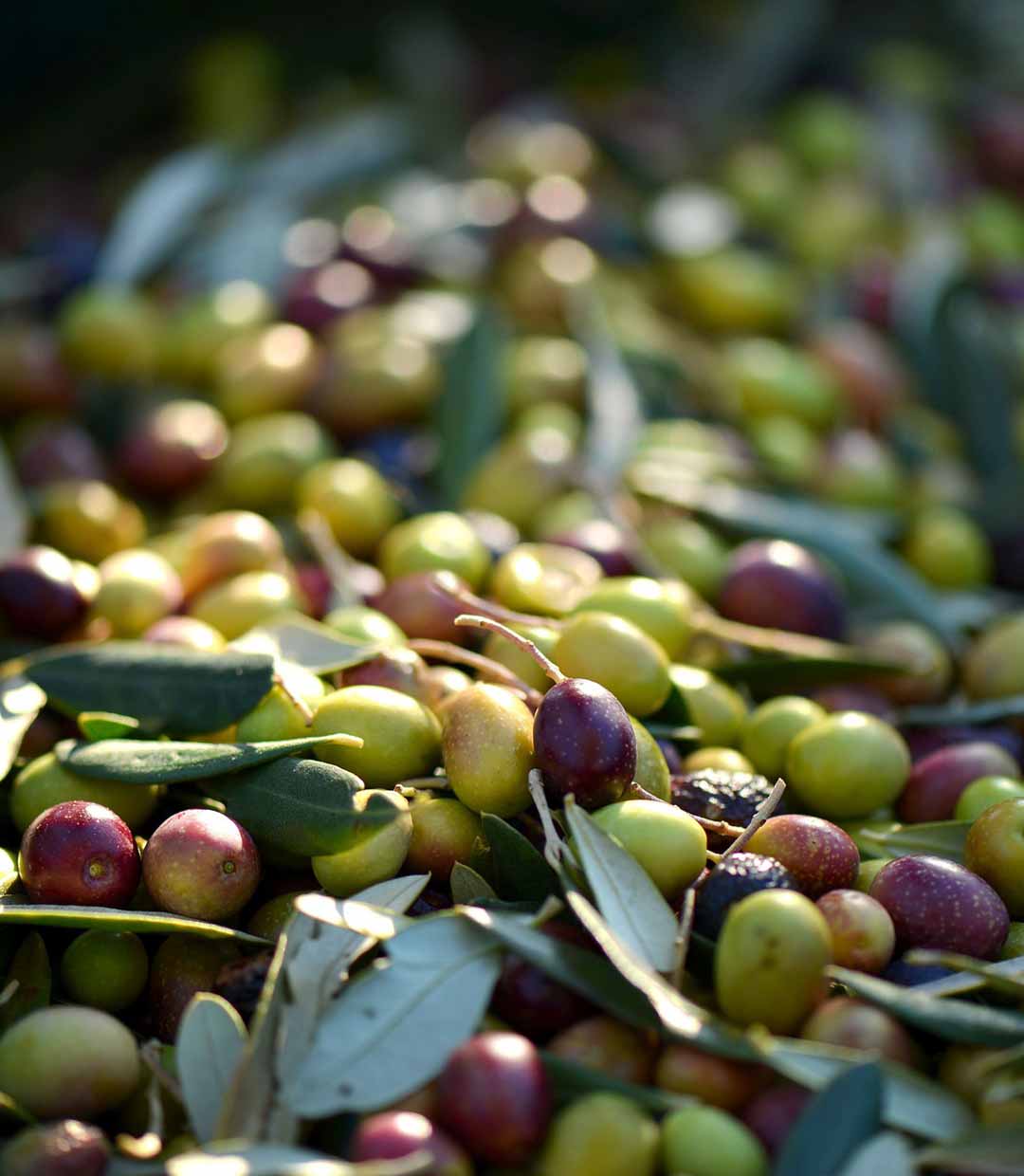 Die Polyphenol-starke Coratina Olive spielt die Hauptrolle in unserem Olivenöl
